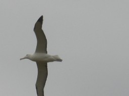 Helping To Save The Albatross