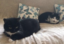 Post-Chicken Rest