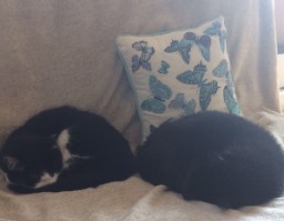 Pre-Transfer Nap