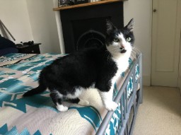 Leia Claims The Bed
