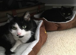 Cat Cave