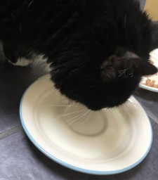 Milk Maid Matilda