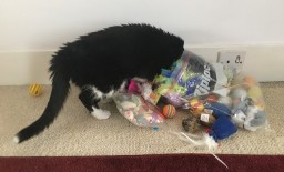 The Cat Is Out Of The Bag