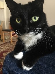 The Lap Of Luxury
