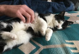 Who Likes Belly Rubs?