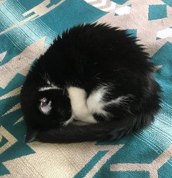Not Too Fussed