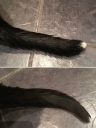 A Tail Of Two Kitties