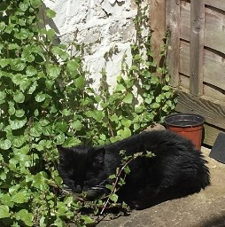 Sun Kitty