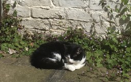 Sun Kitty Redux