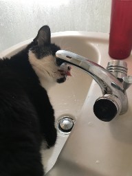 A Drink From The Sink