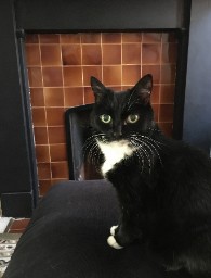 Fireside Cat