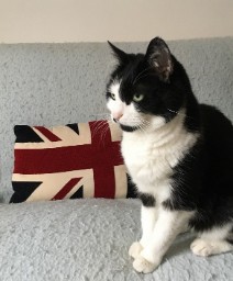 A Kitten For Britain