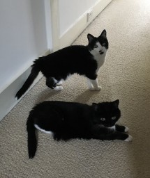 None Shall Pass