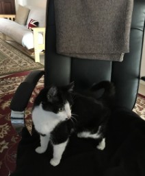 Working Class Cat