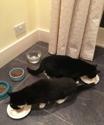 Yin-Yang Brekkies