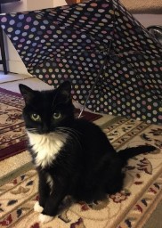 Raining Cats (Not Dogs)