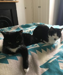 Bed Buddies