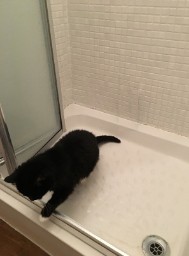 A Cat's Lick
