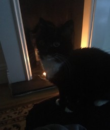 Candlelit Kitty