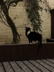 Snow Cat
