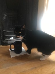 Matty's Morning Mug